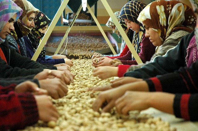 Women sorting nuts